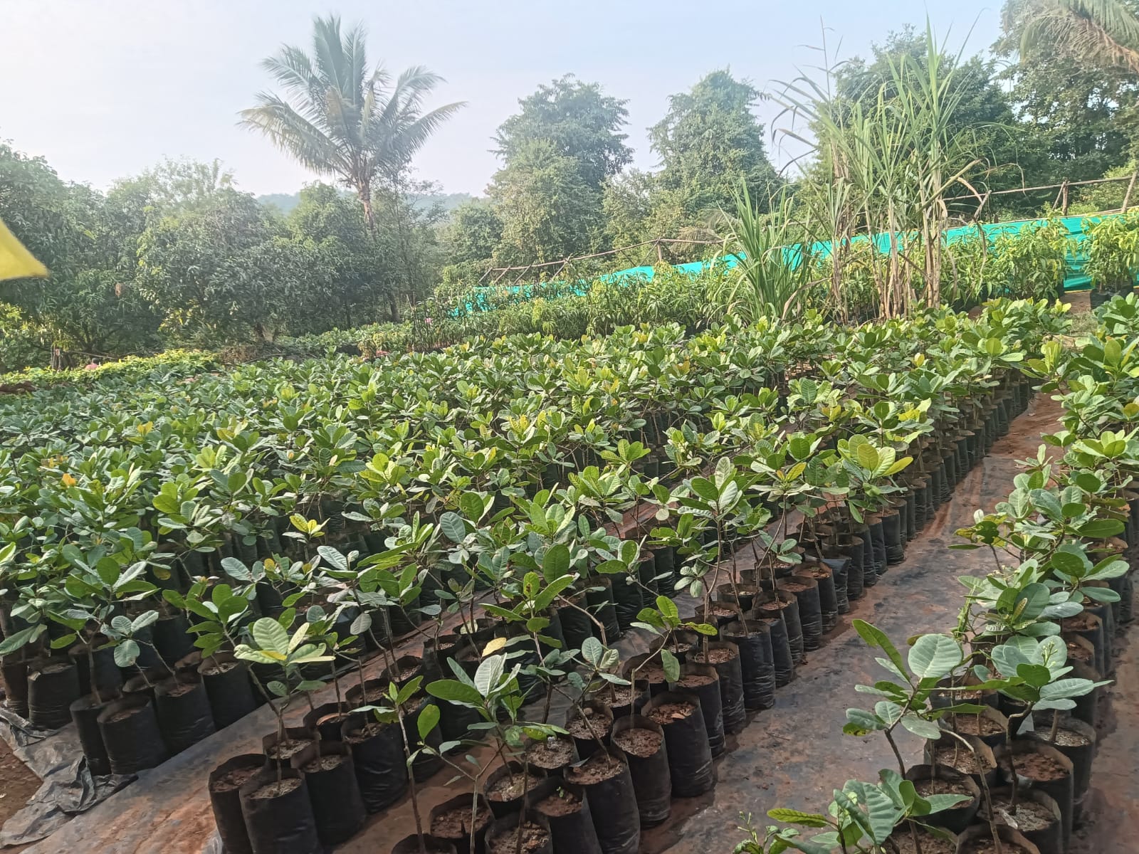 WhatsApp Image 2025-12-14 at 9.52.15 AM